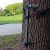 Fish Climbing Sticks